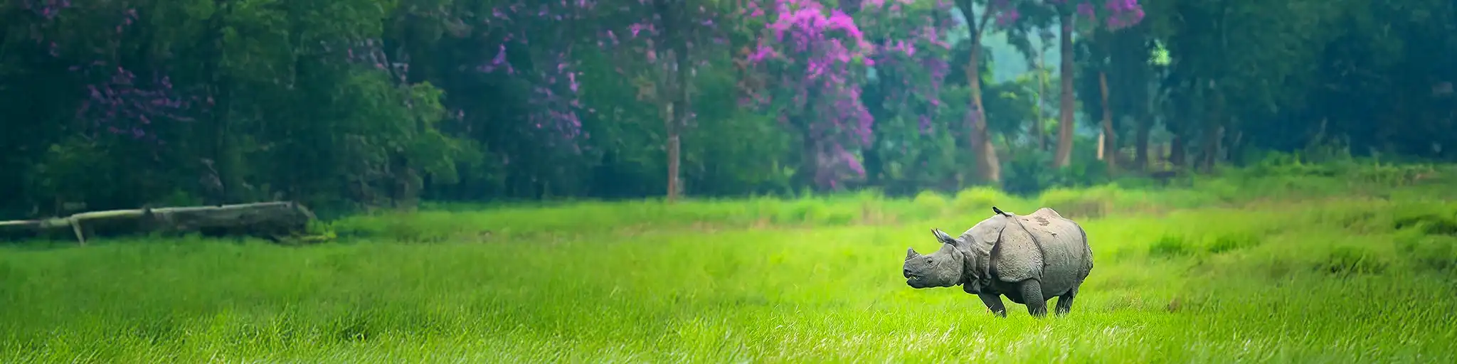 Assam Meghalaya - wild