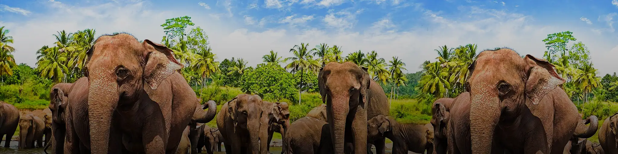 Sri Lanka Banner 2