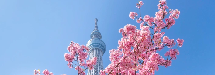 japan-d1