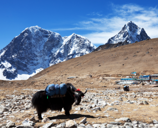 Nepal