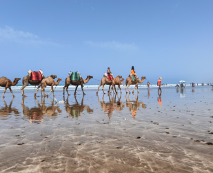 Rann of Kutch