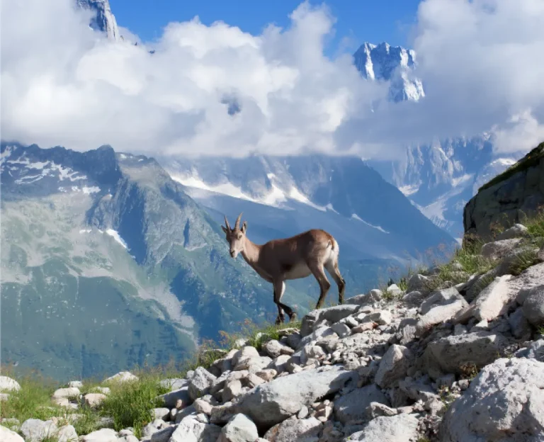Shimla Kullu Manali