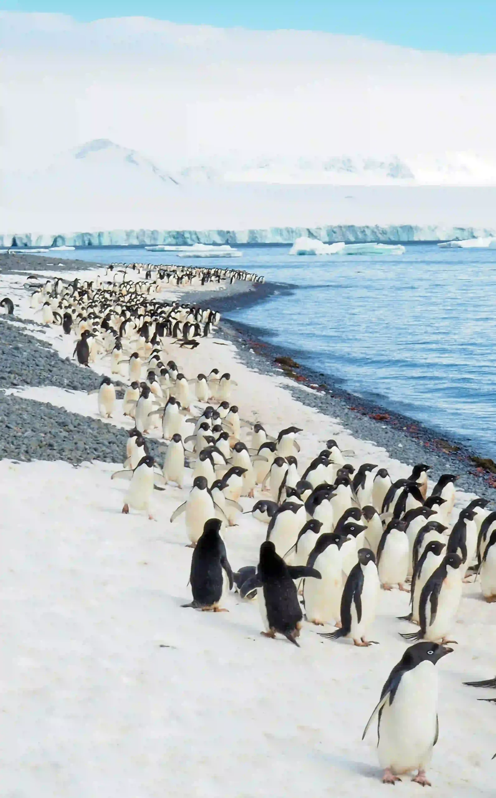 Antartica