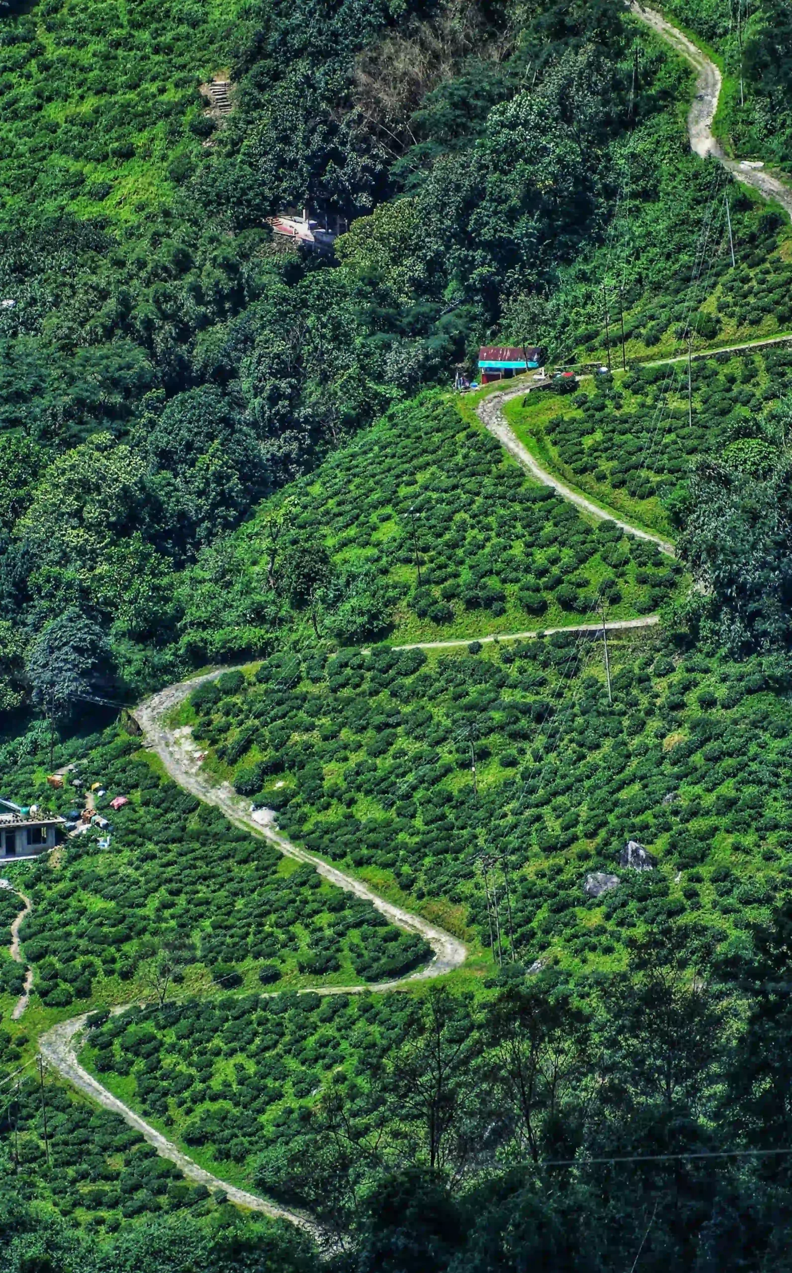 Darjeeling