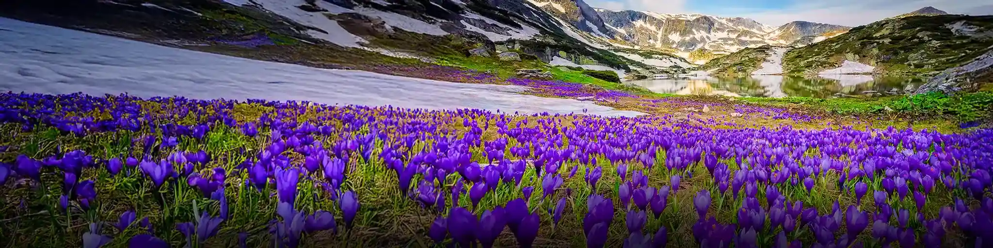 06 KASHMIR TULIP SEASON 27 MARCH - 10TH APR 2026_04 1