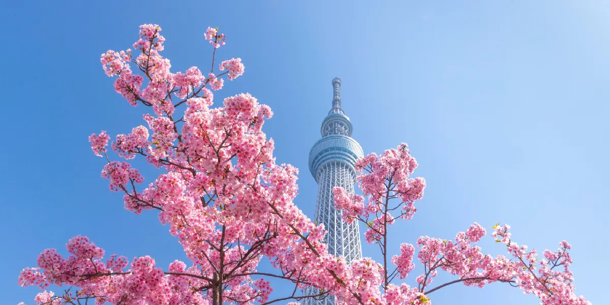 1stimage-cherry-blossom-blog--- big image for blog