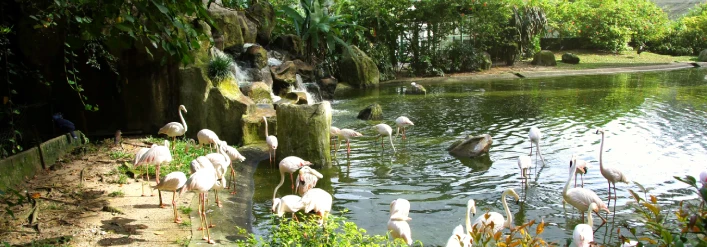 Malaysia day 4 bird park