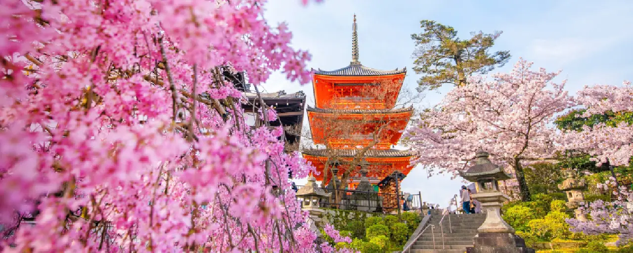 cherry-blossom