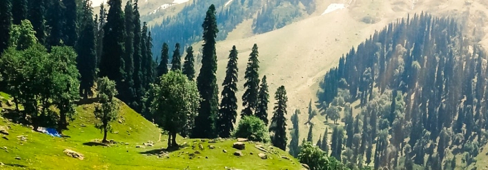 day2-tulips-kashmir