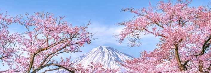 day4-sakura