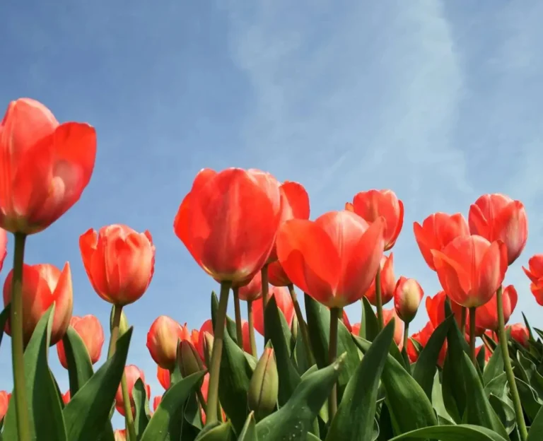 Tulip Paradise In Magical Kashmir