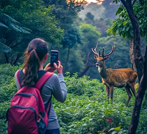 Wildlife