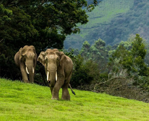 Wildlife Adventure